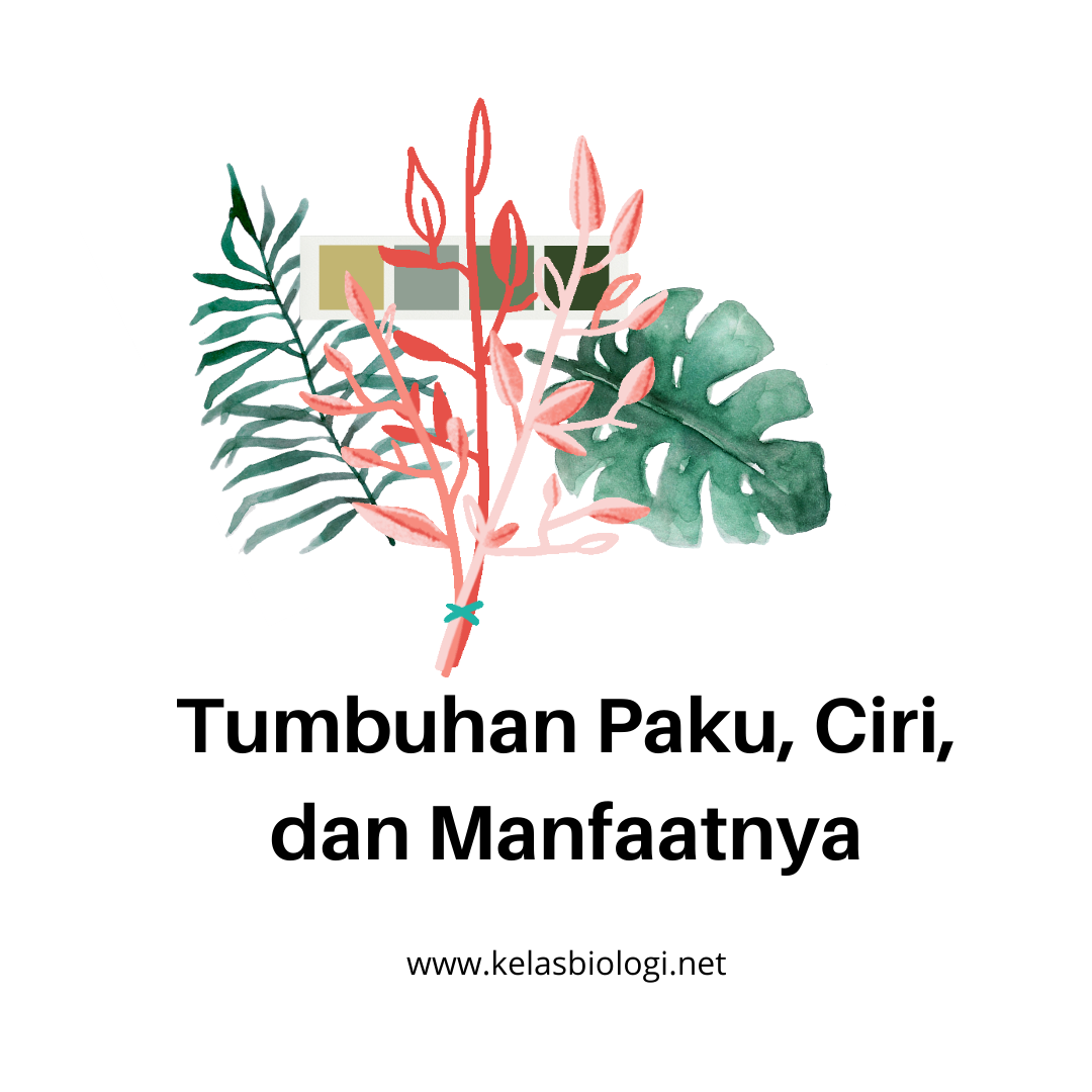 Tumbuhan Paku. Ciri, Klasifikasi dan Manfaatnya