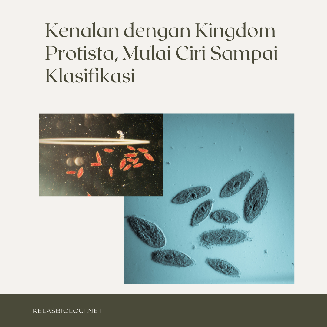 Kenalan Dengan Kingdom Protista Mulai Ciri Sampai Klasifikasi