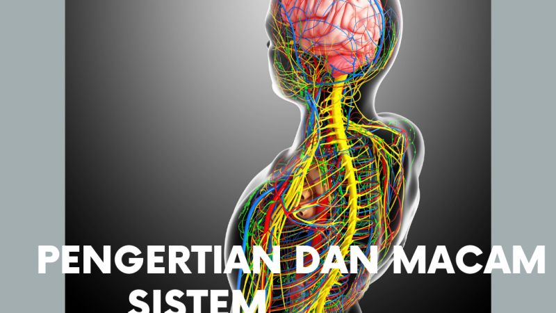Pengertian dan Macam Sistem Koordinasi Tubuh Manusia