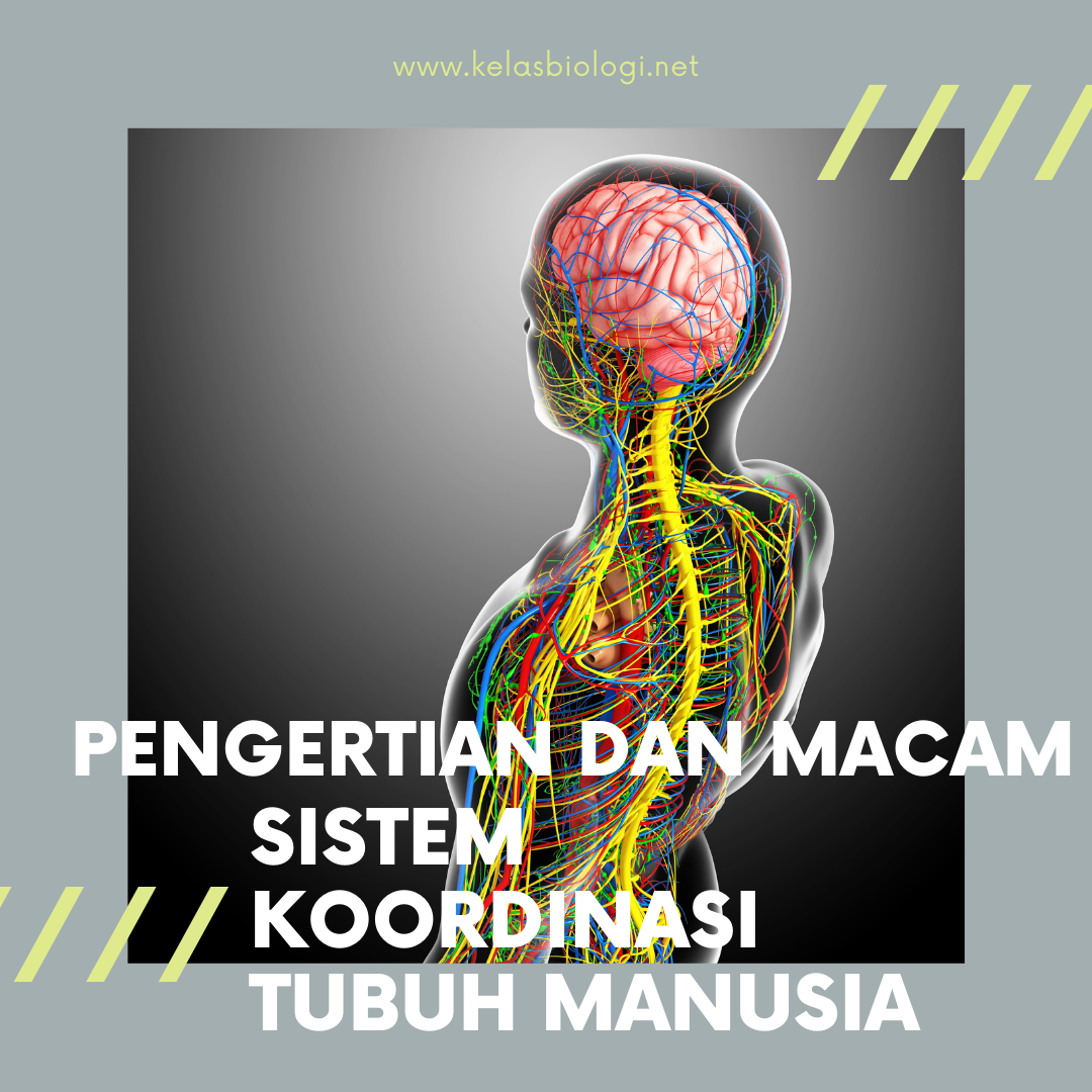 Pengertian Dan Macam Sistem Koordinasi Tubuh Manusia - Kelas Biologi