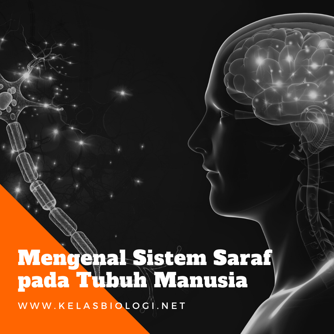 Mengenal Sistem Saraf Pada Tubuh Manusia