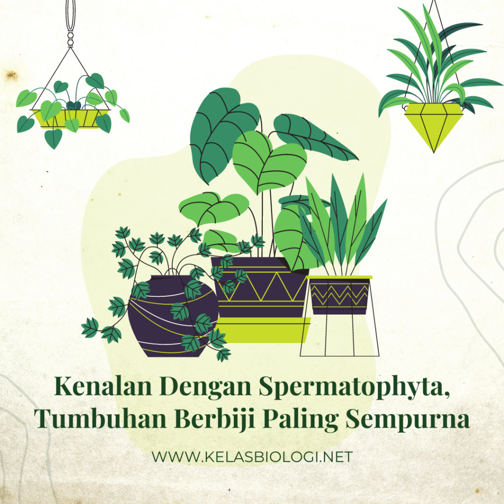 Kenalan Dengan Spermatophyta Tumbuhan  Berbiji  Paling Sempurna