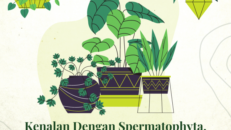 Kenalan Dengan Spermatophyta, Tumbuhan Berbiji Paling Sempurna
