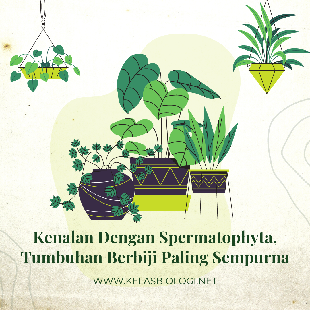Kenalan Dengan Spermatophyta, Tumbuhan Berbiji Paling Sempurna