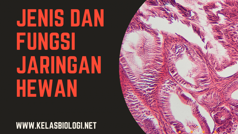 Jenis dan Fungsi Jaringan Hewan. Berbedakah dengan Manusia?