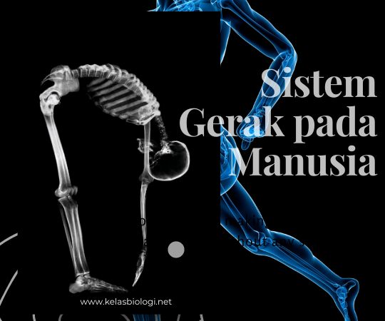 Sistem Gerak pada Manusia. Kenalan Yuk!