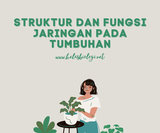 Struktur dan Fungsi Jaringan pada Tumbuhan