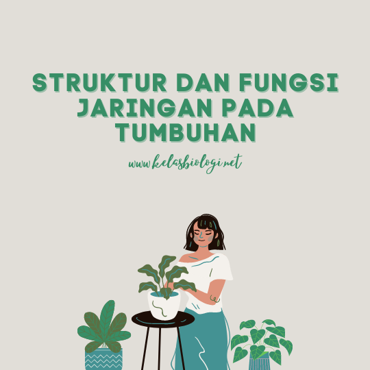 Struktur dan Fungsi Jaringan pada Tumbuhan