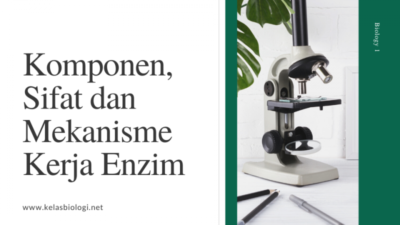 Komponen, Sifat dan Mekanisme Kerja Enzim