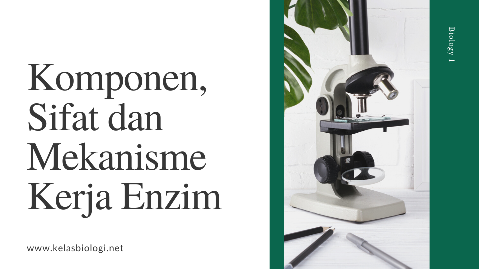 Komponen, Sifat dan Mekanisme Kerja Enzim