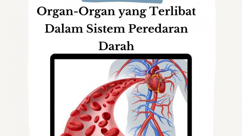 Organ-Organ yang Terlibat Dalam Sistem Peredaran Darah
