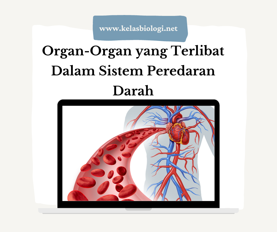 Organ-Organ yang Terlibat Dalam Sistem Peredaran Darah