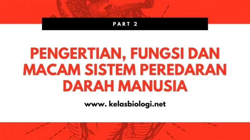 Pengertian, Fungsi dan Macam Sistem Peredaran Darah Manusia