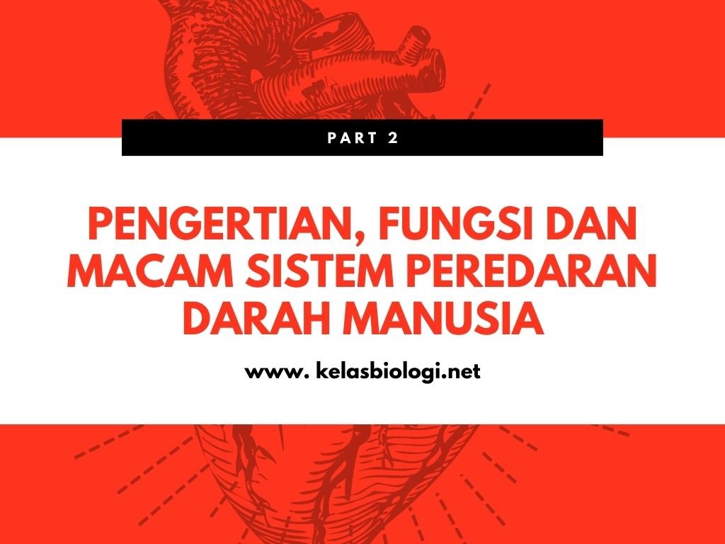 Pengertian, Fungsi dan Macam Sistem Peredaran Darah Manusia