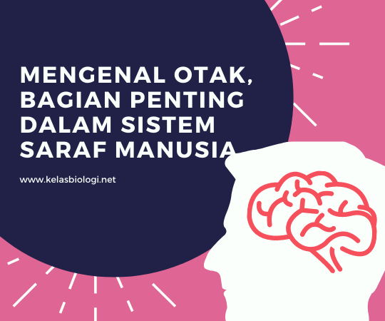 Mengenal Otak, Bagian Penting dalam Sistem Saraf Manusia