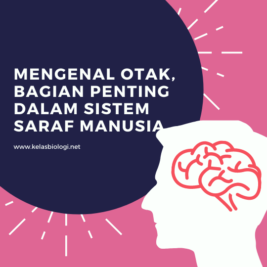 Mengenal Otak, Bagian Penting dalam Sistem Saraf Manusia