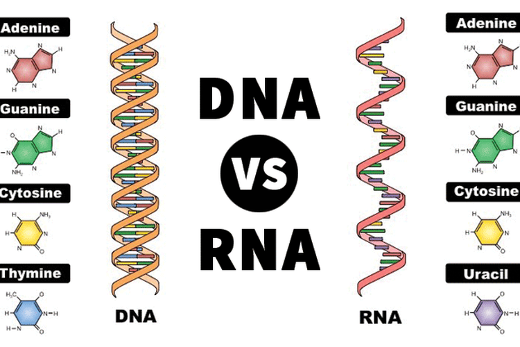 perbedaan DNA dan RNA
