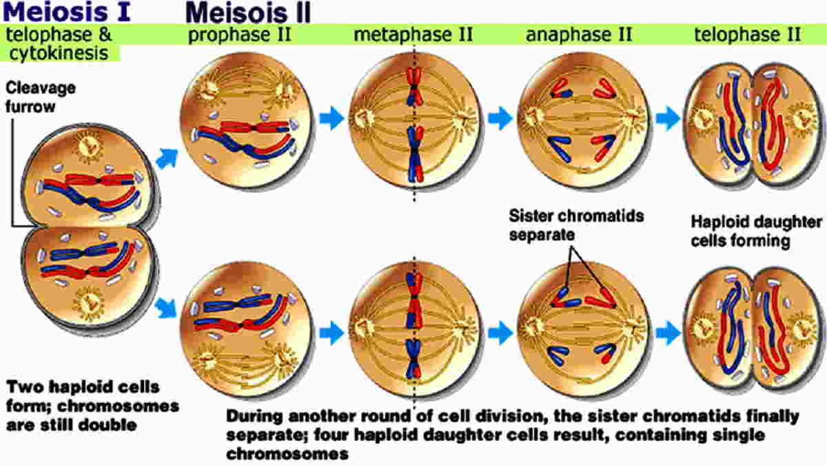 pembelahan sel meiosis