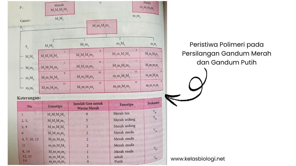 peristiwa polimerasi