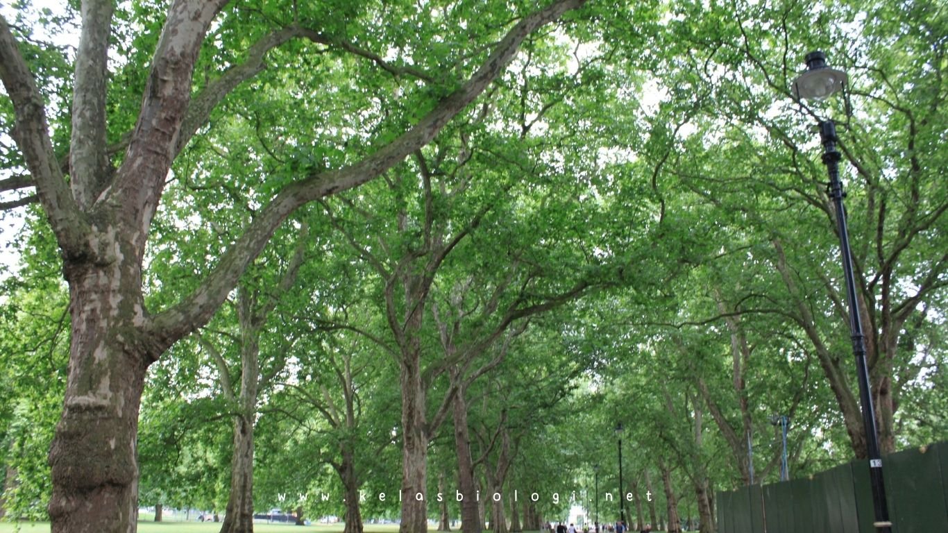 Mengapa Harus Menggunakan Jasa Tebang Pohon Profesional?